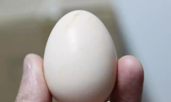 深山之蛋，嗨戰(zhàn)村淘年貨節(jié)！