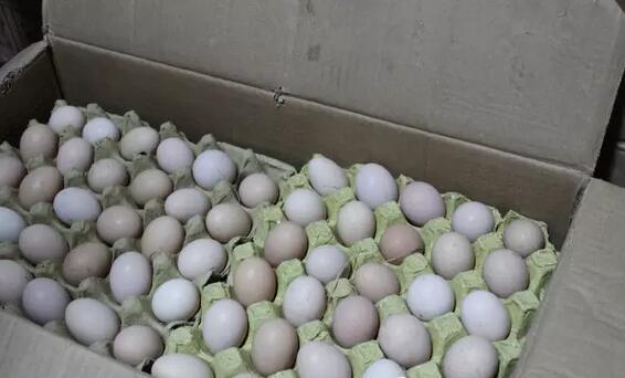 深山之蛋，嗨戰(zhàn)村淘年貨節(jié)！