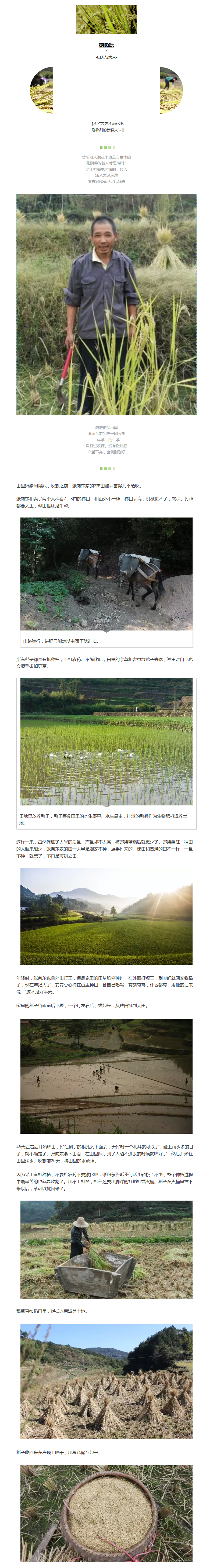 吃一碗安心大米，與2016年作別 - 副本